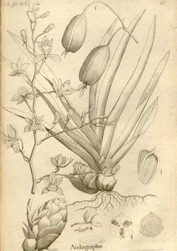 Reproducción/Reproduction 49121429946: Histoire particulière des plantes Orchidées recueillies sur les trois îles australes d'Afrique, de France, de Bourbon et de Madagascar /. Paris :L'auteur,1822.. 