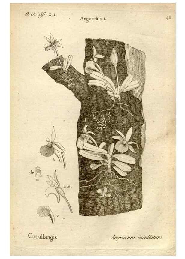 Reproducción/Reproduction 49120927298: Histoire particulière des plantes Orchidées recueillies sur les trois îles australes d'Afrique, de France, de Bourbon et de Madagascar /. Paris :L'auteur,1822.. 