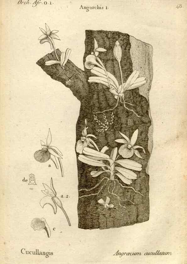 Reproducción/Reproduction 49120927298: Histoire particulière des plantes Orchidées recueillies sur les trois îles australes d'Afrique, de France, de Bourbon et de Madagascar /. Paris :L'auteur,1822.. 