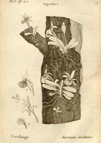 Reproducción/Reproduction 49120927298: Histoire particulière des plantes Orchidées recueillies sur les trois îles australes d'Afrique, de France, de Bourbon et de Madagascar /. Paris :L'auteur,1822.. 