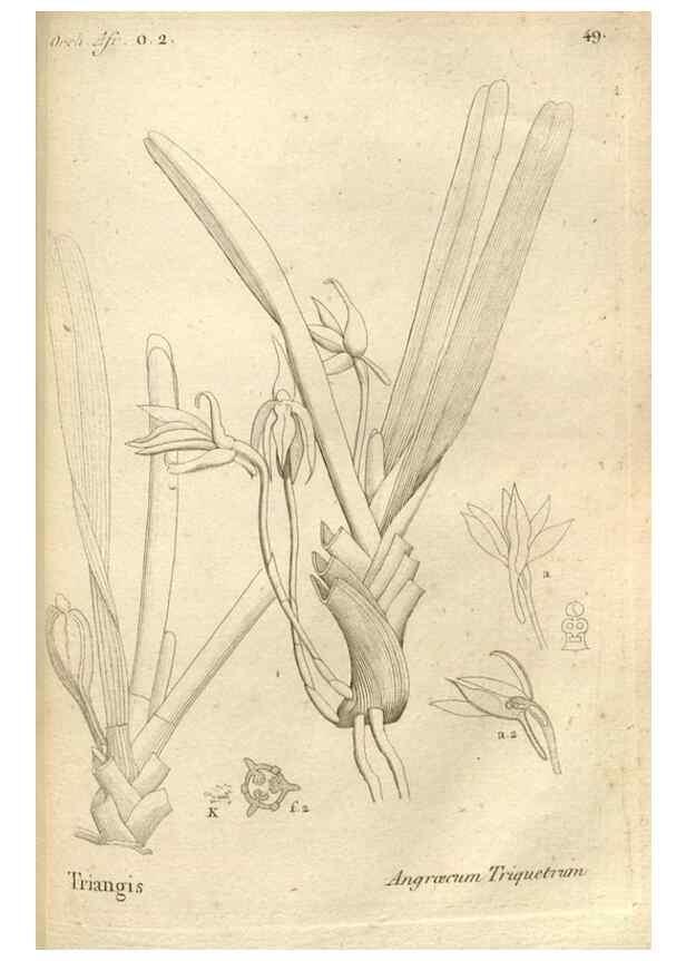 Reproducción/Reproduction 49121430601: Histoire particulière des plantes Orchidées recueillies sur les trois îles australes d'Afrique, de France, de Bourbon et de Madagascar /. Paris :L'auteur,1822.. 