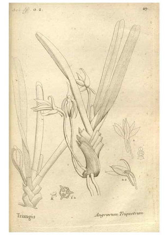 Reproducción/Reproduction 49121430601: Histoire particulière des plantes Orchidées recueillies sur les trois îles australes d'Afrique, de France, de Bourbon et de Madagascar /. Paris :L'auteur,1822.. 