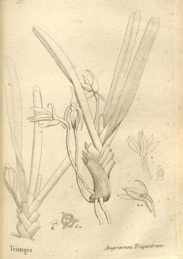 Reproducción/Reproduction 49121430601: Histoire particulière des plantes Orchidées recueillies sur les trois îles australes d'Afrique, de France, de Bourbon et de Madagascar /. Paris :L'auteur,1822.. 