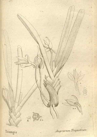 Reproducción/Reproduction 49121430601: Histoire particulière des plantes Orchidées recueillies sur les trois îles australes d'Afrique, de France, de Bourbon et de Madagascar /. Paris :L'auteur,1822.. 