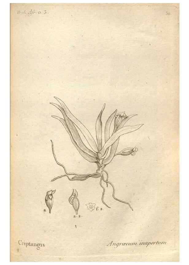 Reproducción/Reproduction 49121621087: Histoire particulière des plantes Orchidées recueillies sur les trois îles australes d'Afrique, de France, de Bourbon et de Madagascar /. Paris :L'auteur,1822.. 