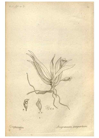 Reproducción/Reproduction 49121621087: Histoire particulière des plantes Orchidées recueillies sur les trois îles australes d'Afrique, de France, de Bourbon et de Madagascar /. Paris :L'auteur,1822.. 