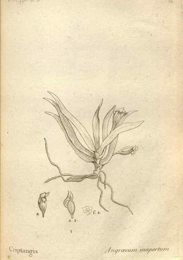 Reproducción/Reproduction 49121621087: Histoire particulière des plantes Orchidées recueillies sur les trois îles australes d'Afrique, de France, de Bourbon et de Madagascar /. Paris :L'auteur,1822.. 
