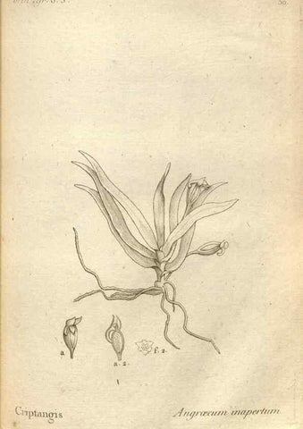 Reproducción/Reproduction 49121621087: Histoire particulière des plantes Orchidées recueillies sur les trois îles australes d'Afrique, de France, de Bourbon et de Madagascar /. Paris :L'auteur,1822.. 