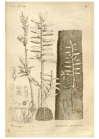Reproducción/Reproduction 49120928203: Histoire particulière des plantes Orchidées recueillies sur les trois îles australes d'Afrique, de France, de Bourbon et de Madagascar /. Paris :L'auteur,1822.. 