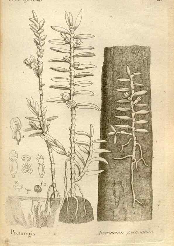 Reproducción/Reproduction 49120928203: Histoire particulière des plantes Orchidées recueillies sur les trois îles australes d'Afrique, de France, de Bourbon et de Madagascar /. Paris :L'auteur,1822.. 