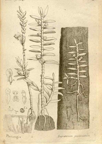 Reproducción/Reproduction 49120928203: Histoire particulière des plantes Orchidées recueillies sur les trois îles australes d'Afrique, de France, de Bourbon et de Madagascar /. Paris :L'auteur,1822.. 