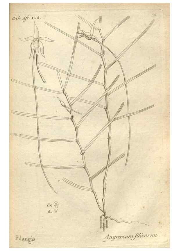 Reproducción/Reproduction 49121431551: Histoire particulière des plantes Orchidées recueillies sur les trois îles australes d'Afrique, de France, de Bourbon et de Madagascar /. Paris :L'auteur,1822.. 