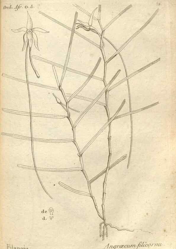 Reproducción/Reproduction 49121431551: Histoire particulière des plantes Orchidées recueillies sur les trois îles australes d'Afrique, de France, de Bourbon et de Madagascar /. Paris :L'auteur,1822.. 