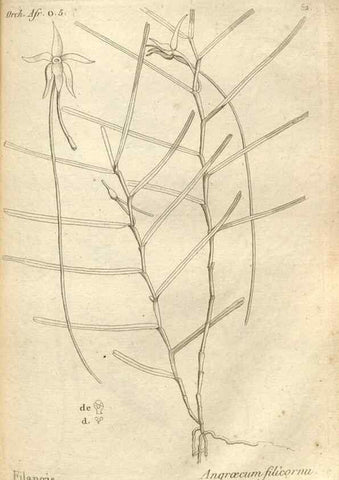 Reproducción/Reproduction 49121431551: Histoire particulière des plantes Orchidées recueillies sur les trois îles australes d'Afrique, de France, de Bourbon et de Madagascar /. Paris :L'auteur,1822.. 