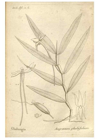 Reproducción/Reproduction 49121622037: Histoire particulière des plantes Orchidées recueillies sur les trois îles australes d'Afrique, de France, de Bourbon et de Madagascar /. Paris :L'auteur,1822.. 
