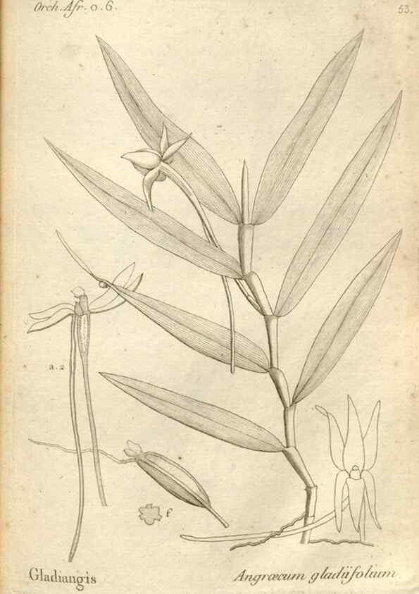 Reproducción/Reproduction 49121622037: Histoire particulière des plantes Orchidées recueillies sur les trois îles australes d'Afrique, de France, de Bourbon et de Madagascar /. Paris :L'auteur,1822.. 