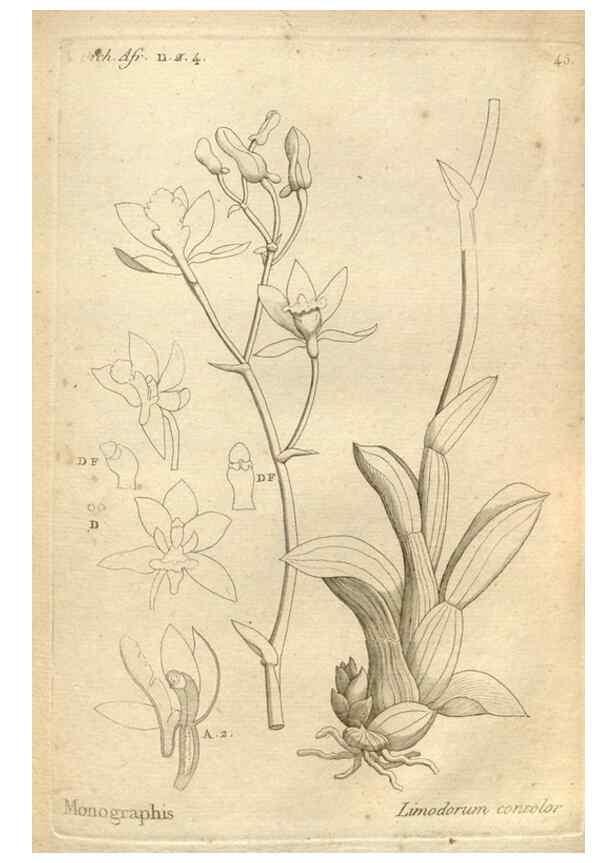 Reproducción/Reproduction 49120926293: Histoire particulière des plantes Orchidées recueillies sur les trois îles australes d'Afrique, de France, de Bourbon et de Madagascar /. Paris :L'auteur,1822.. 