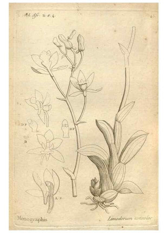 Reproducción/Reproduction 49120926293: Histoire particulière des plantes Orchidées recueillies sur les trois îles australes d'Afrique, de France, de Bourbon et de Madagascar /. Paris :L'auteur,1822.. 