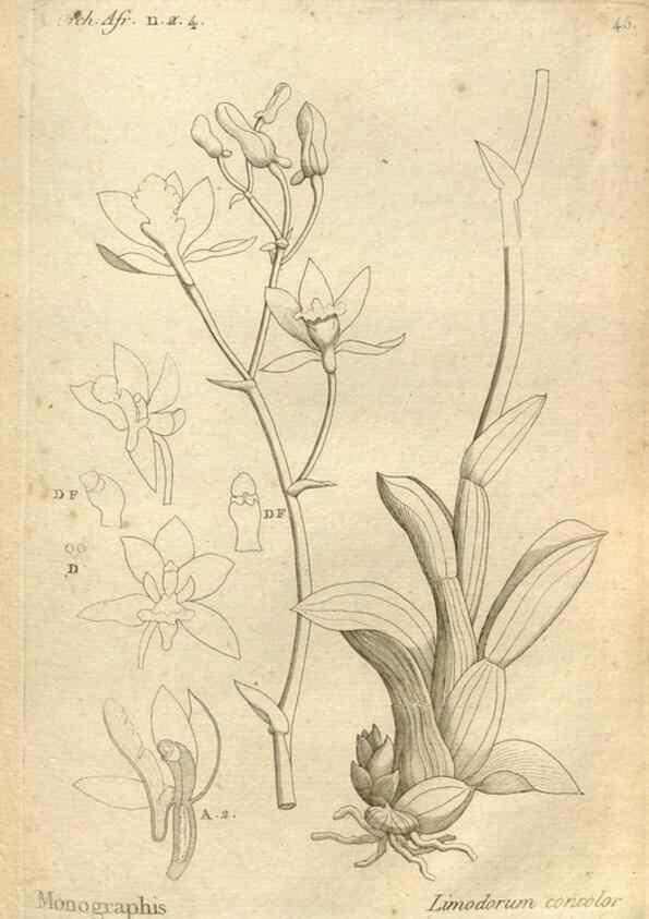 Reproducción/Reproduction 49120926293: Histoire particulière des plantes Orchidées recueillies sur les trois îles australes d'Afrique, de France, de Bourbon et de Madagascar /. Paris :L'auteur,1822.. 