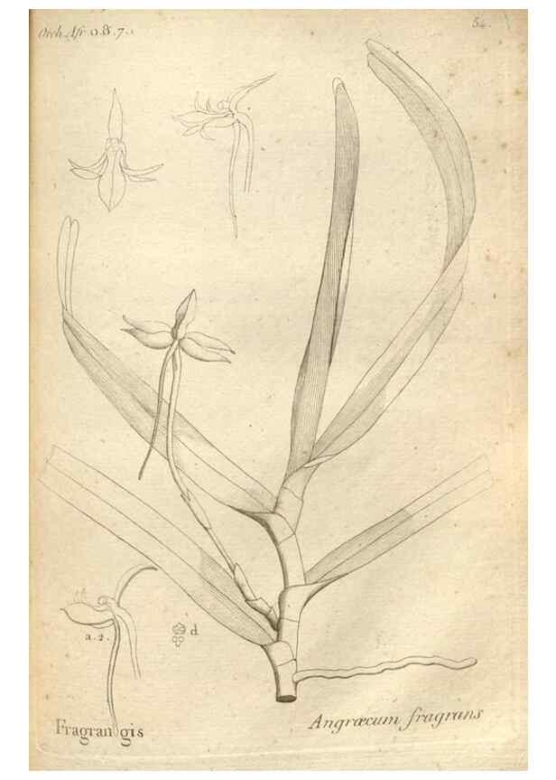 Reproducción/Reproduction 49120929123: Histoire particulière des plantes Orchidées recueillies sur les trois îles australes d'Afrique, de France, de Bourbon et de Madagascar /. Paris :L'auteur,1822.. 