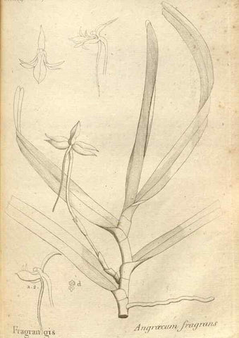 Reproducción/Reproduction 49120929123: Histoire particulière des plantes Orchidées recueillies sur les trois îles australes d'Afrique, de France, de Bourbon et de Madagascar /. Paris :L'auteur,1822.. 