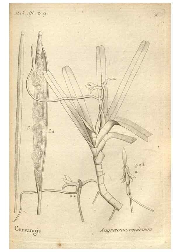 Reproducción/Reproduction 49121432706: Histoire particulière des plantes Orchidées recueillies sur les trois îles australes d'Afrique, de France, de Bourbon et de Madagascar /. Paris :L'auteur,1822.. 