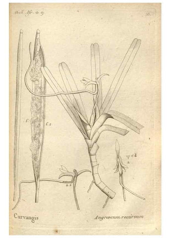 Reproducción/Reproduction 49121432706: Histoire particulière des plantes Orchidées recueillies sur les trois îles australes d'Afrique, de France, de Bourbon et de Madagascar /. Paris :L'auteur,1822.. 