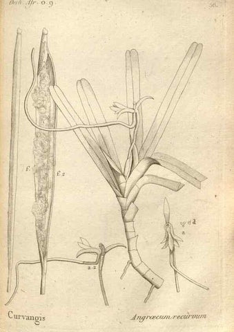 Reproducción/Reproduction 49121432706: Histoire particulière des plantes Orchidées recueillies sur les trois îles australes d'Afrique, de France, de Bourbon et de Madagascar /. Paris :L'auteur,1822.. 