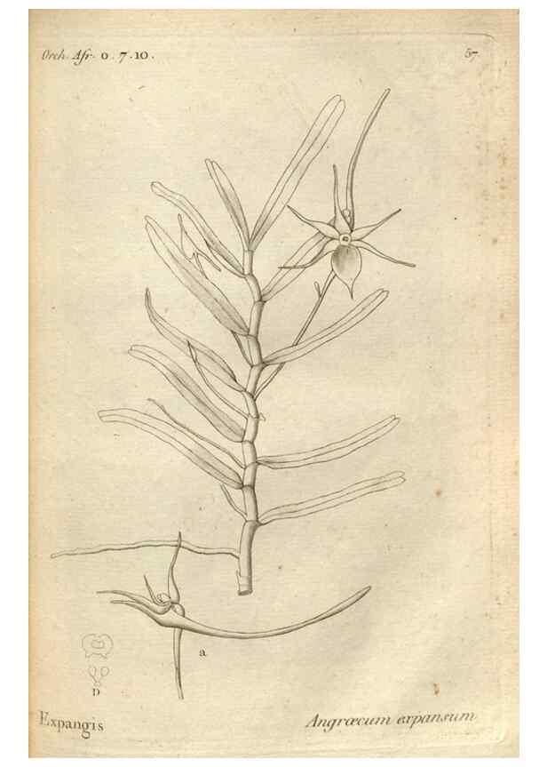 Reproducción/Reproduction 49120930073: Histoire particulière des plantes Orchidées recueillies sur les trois îles australes d'Afrique, de France, de Bourbon et de Madagascar /. Paris :L'auteur,1822.. 