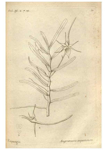 Reproducción/Reproduction 49120930073: Histoire particulière des plantes Orchidées recueillies sur les trois îles australes d'Afrique, de France, de Bourbon et de Madagascar /. Paris :L'auteur,1822.. 