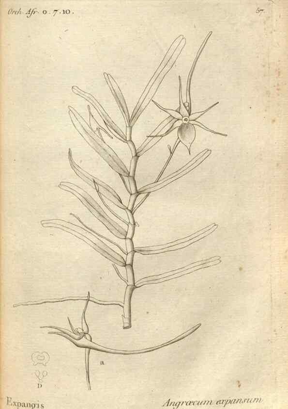 Reproducción/Reproduction 49120930073: Histoire particulière des plantes Orchidées recueillies sur les trois îles australes d'Afrique, de France, de Bourbon et de Madagascar /. Paris :L'auteur,1822.. 