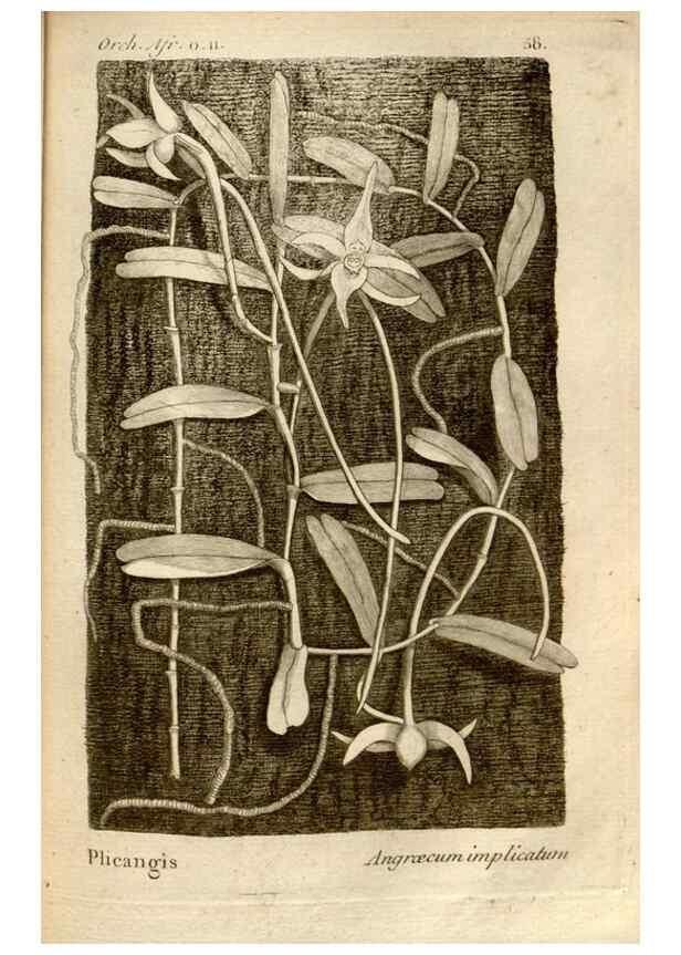 Reproducción/Reproduction 49121623402: Histoire particulière des plantes Orchidées recueillies sur les trois îles australes d'Afrique, de France, de Bourbon et de Madagascar /. Paris :L'auteur,1822.. 
