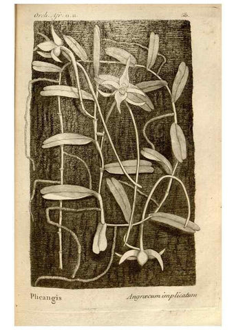 Reproducción/Reproduction 49121623402: Histoire particulière des plantes Orchidées recueillies sur les trois îles australes d'Afrique, de France, de Bourbon et de Madagascar /. Paris :L'auteur,1822.. 