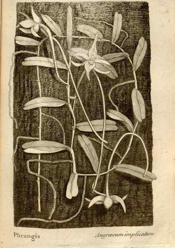 Reproducción/Reproduction 49121623402: Histoire particulière des plantes Orchidées recueillies sur les trois îles australes d'Afrique, de France, de Bourbon et de Madagascar /. Paris :L'auteur,1822.. 