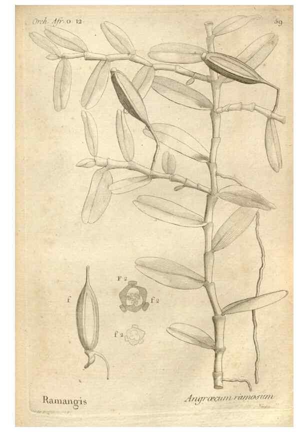 Reproducción/Reproduction 49121623692: Histoire particulière des plantes Orchidées recueillies sur les trois îles australes d'Afrique, de France, de Bourbon et de Madagascar /. Paris :L'auteur,1822.. 