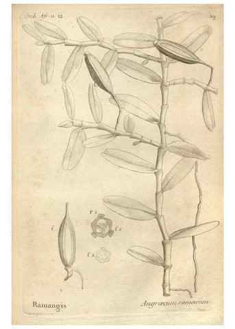 Reproducción/Reproduction 49121623692: Histoire particulière des plantes Orchidées recueillies sur les trois îles australes d'Afrique, de France, de Bourbon et de Madagascar /. Paris :L'auteur,1822.. 