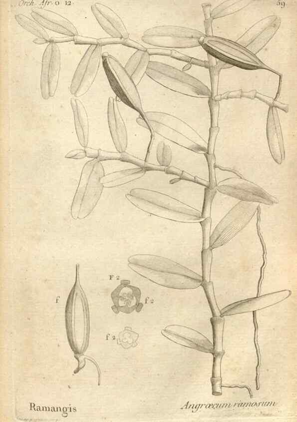Reproducción/Reproduction 49121623692: Histoire particulière des plantes Orchidées recueillies sur les trois îles australes d'Afrique, de France, de Bourbon et de Madagascar /. Paris :L'auteur,1822.. 