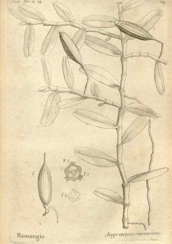 Reproducción/Reproduction 49121623692: Histoire particulière des plantes Orchidées recueillies sur les trois îles australes d'Afrique, de France, de Bourbon et de Madagascar /. Paris :L'auteur,1822.. 