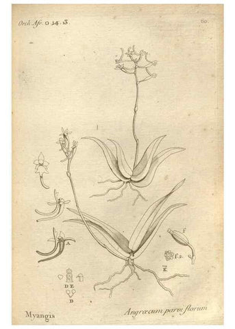 Reproducción/Reproduction 49120931003: Histoire particulière des plantes Orchidées recueillies sur les trois îles australes d'Afrique, de France, de Bourbon et de Madagascar /. Paris :L'auteur,1822.. 