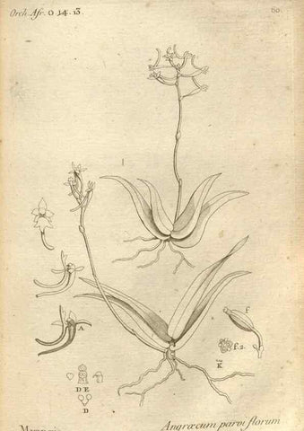 Reproducción/Reproduction 49120931003: Histoire particulière des plantes Orchidées recueillies sur les trois îles australes d'Afrique, de France, de Bourbon et de Madagascar /. Paris :L'auteur,1822.. 