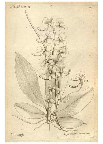 Reproducción/Reproduction 49121624257: Histoire particulière des plantes Orchidées recueillies sur les trois îles australes d'Afrique, de France, de Bourbon et de Madagascar /. Paris :L'auteur,1822.. 