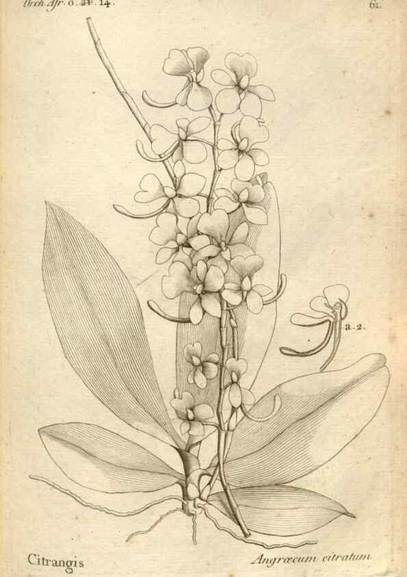 Reproducción/Reproduction 49121624257: Histoire particulière des plantes Orchidées recueillies sur les trois îles australes d'Afrique, de France, de Bourbon et de Madagascar /. Paris :L'auteur,1822.. 