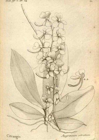 Reproducción/Reproduction 49121624257: Histoire particulière des plantes Orchidées recueillies sur les trois îles australes d'Afrique, de France, de Bourbon et de Madagascar /. Paris :L'auteur,1822.. 