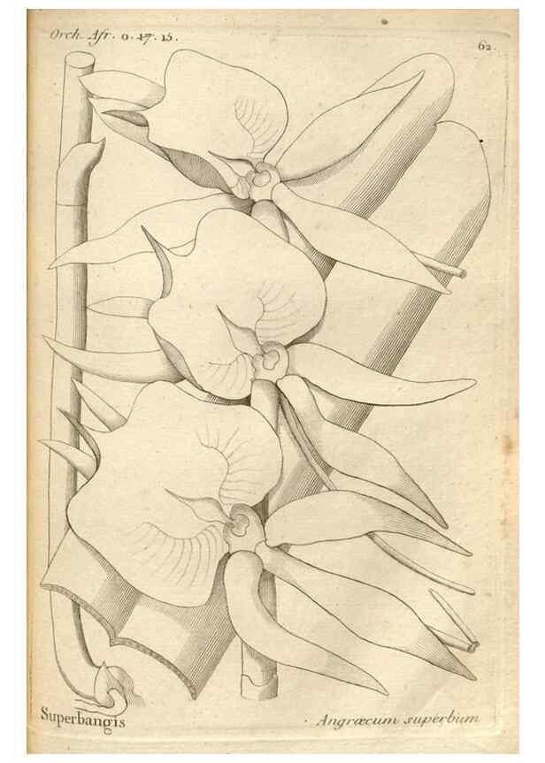 Reproducción/Reproduction 49121624552: Histoire particulière des plantes Orchidées recueillies sur les trois îles australes d'Afrique, de France, de Bourbon et de Madagascar /. Paris :L'auteur,1822.. 