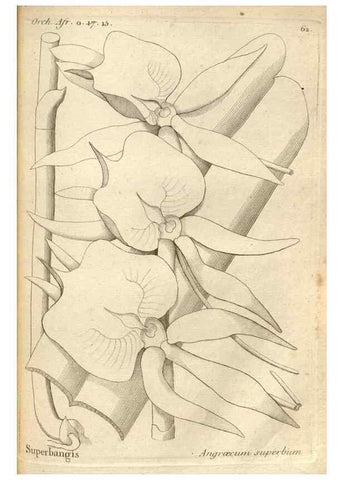 Reproducción/Reproduction 49121624552: Histoire particulière des plantes Orchidées recueillies sur les trois îles australes d'Afrique, de France, de Bourbon et de Madagascar /. Paris :L'auteur,1822.. 