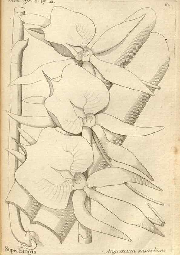 Reproducción/Reproduction 49121624552: Histoire particulière des plantes Orchidées recueillies sur les trois îles australes d'Afrique, de France, de Bourbon et de Madagascar /. Paris :L'auteur,1822.. 