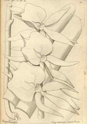 Reproducción/Reproduction 49121624552: Histoire particulière des plantes Orchidées recueillies sur les trois îles australes d'Afrique, de France, de Bourbon et de Madagascar /. Paris :L'auteur,1822.. 
