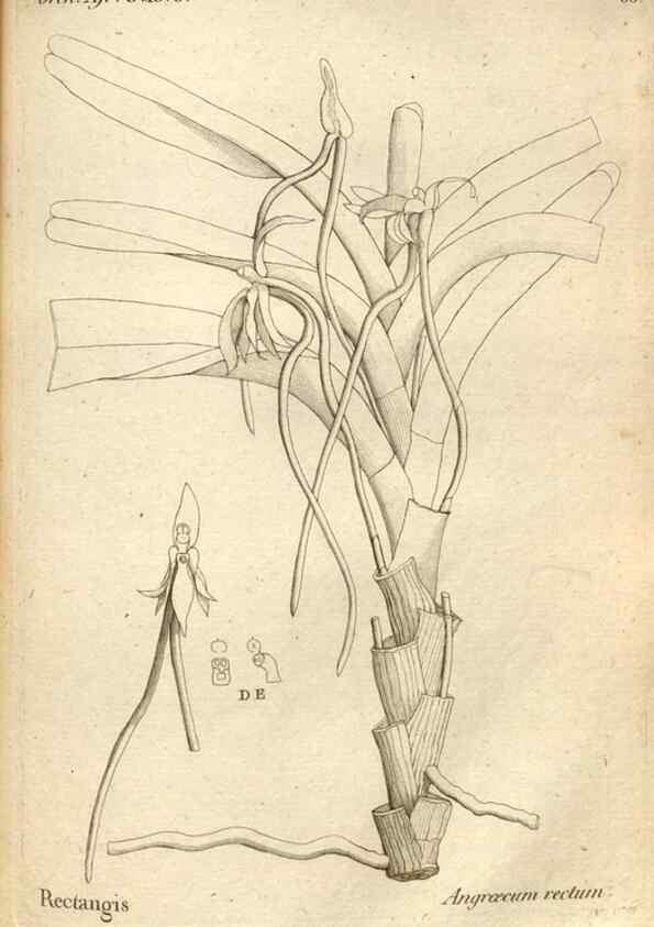 Reproducción/Reproduction 49121432476: Histoire particulière des plantes Orchidées recueillies sur les trois îles australes d'Afrique, de France, de Bourbon et de Madagascar /. Paris :L'auteur,1822.. 