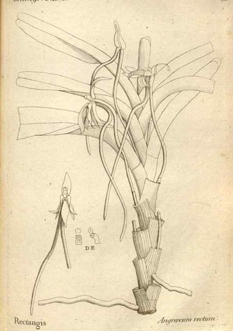Reproducción/Reproduction 49121432476: Histoire particulière des plantes Orchidées recueillies sur les trois îles australes d'Afrique, de France, de Bourbon et de Madagascar /. Paris :L'auteur,1822.. 