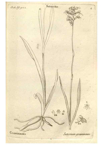 Reproducción/Reproduction 49121417991: Histoire particulière des plantes Orchidées recueillies sur les trois îles australes d'Afrique, de France, de Bourbon et de Madagascar /. Paris :L'auteur,1822.. 